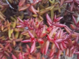 Crassula expansa subsp. filicaulis after flowering
